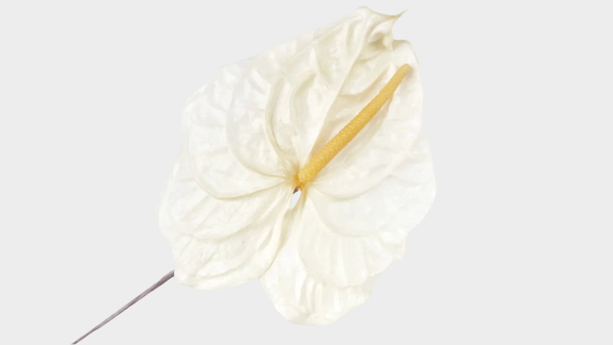 anthurium balaoanum care Anthurium Balaoanum