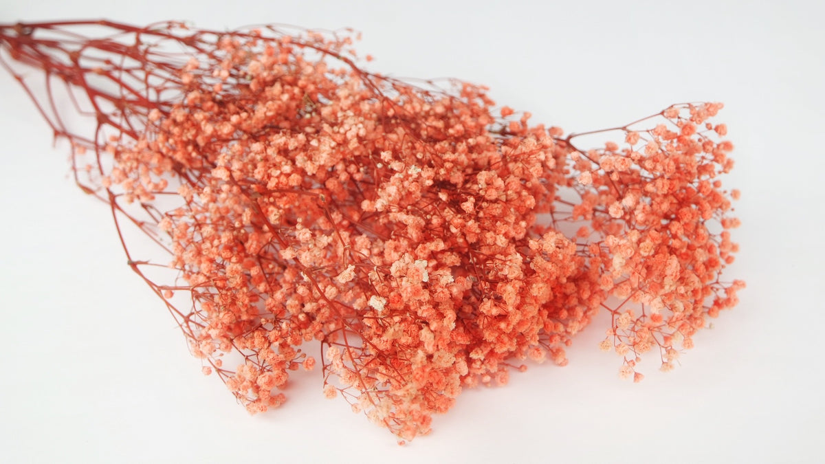 Gipsprad Gypsophia Seche Orange main image 1