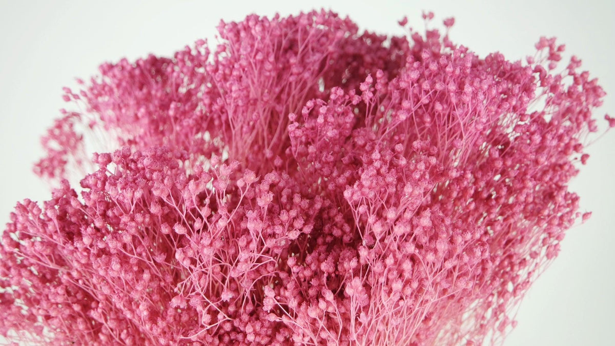 Preserved Broom Bloom Violet Pink Preserved Broom Bloom Sinature