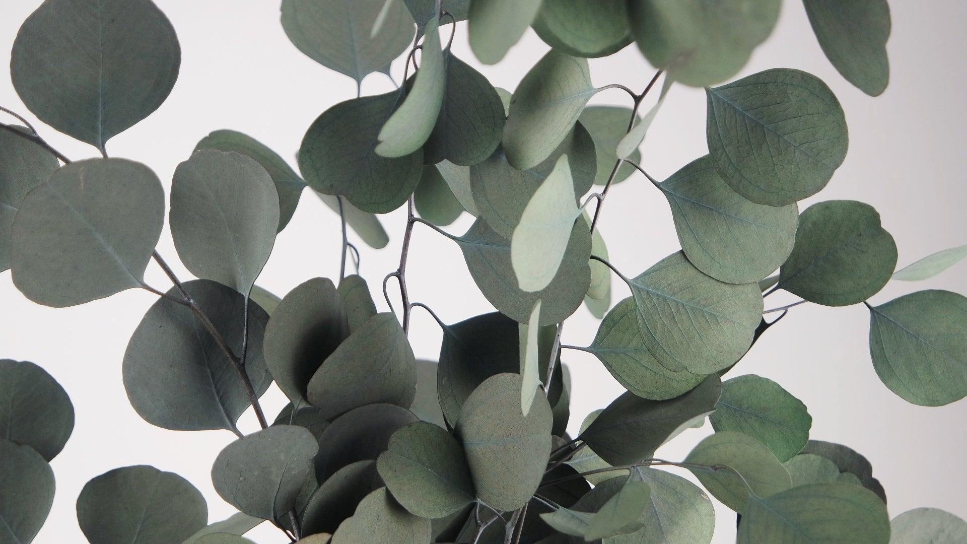Eucalyptus Feuilles Coupées Séchées en Vrac - La naturopattes