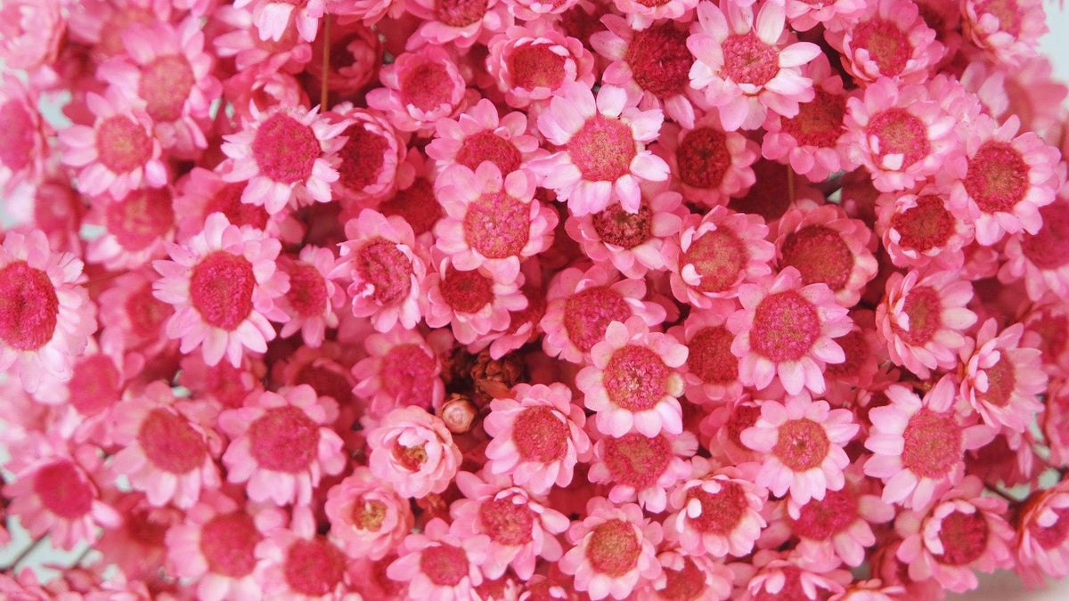 Dried Rodanthe - natural colour pink - dried flowers at wholesale price –  Si-nature