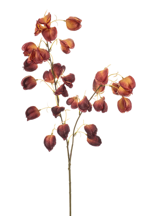 Physalis artificiel - 1 branche - Bordeaux