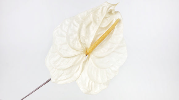Anthurium preservado La Tierra importa - 3 piezas - Blanco natural 011