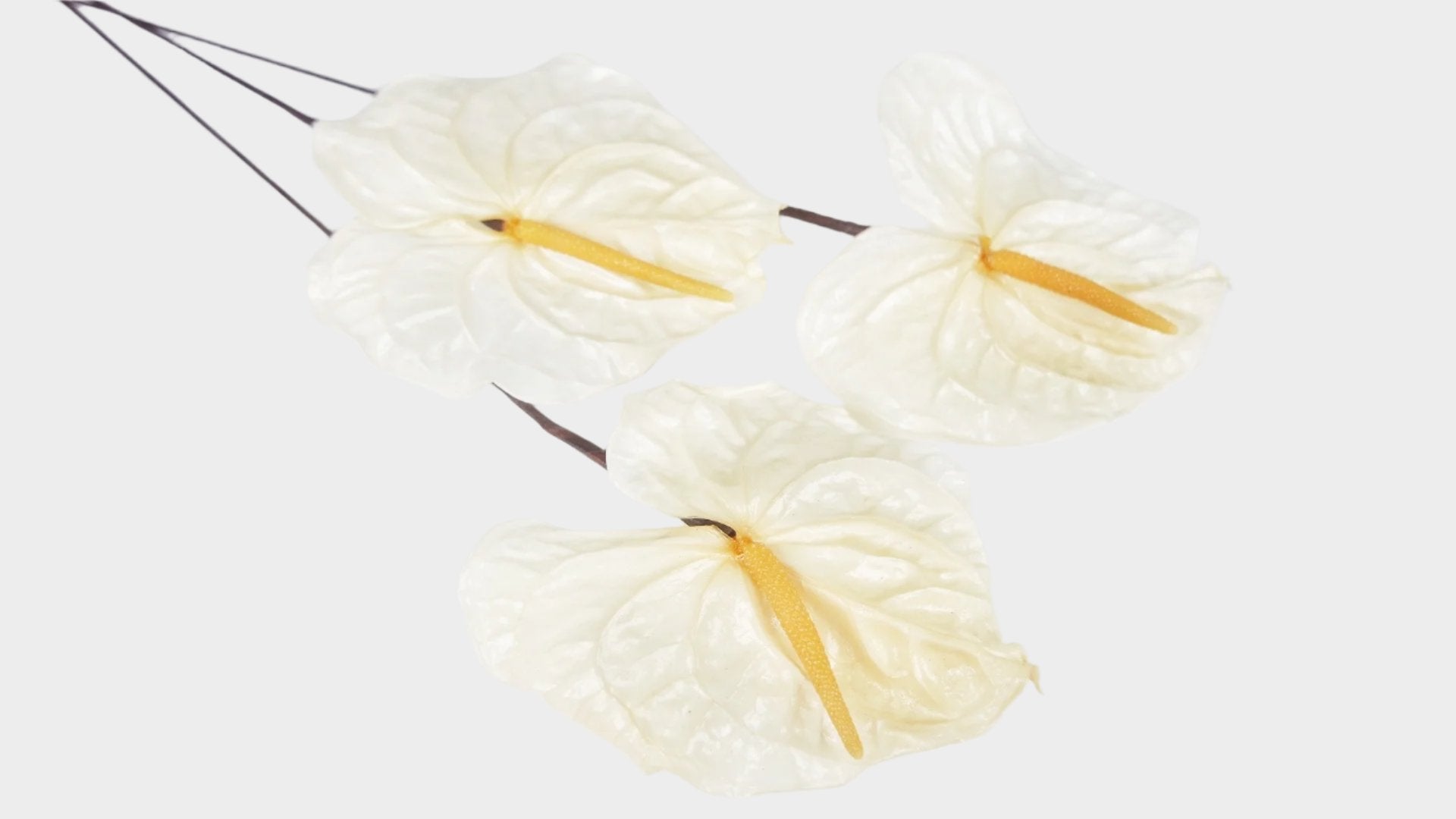 acropolis anthurium Preserved anthurium Earth matters - 3 pieces