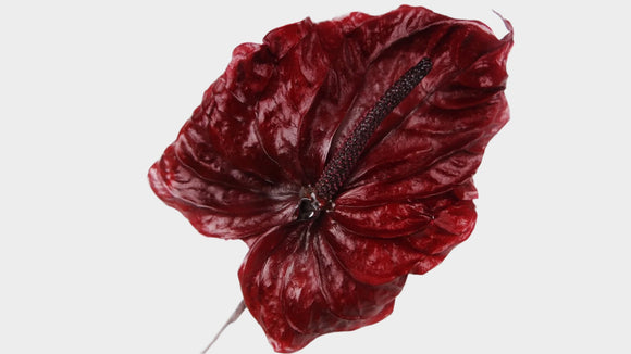 anthurium 023 2015-03 raw Preserved anthurium Earth matters - 3 pieces