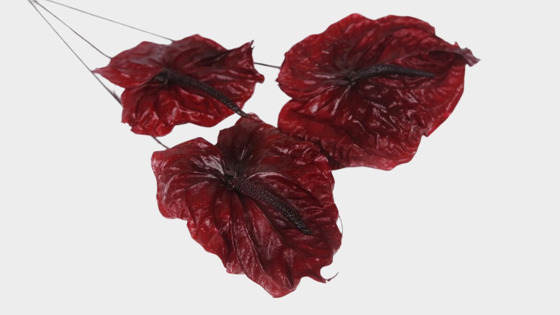 anthurium bordeaux Preserved anthurium Earth matters - 3 pieces