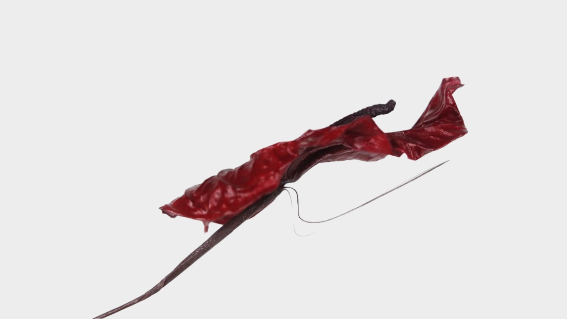 preserved anthurium Preserved anthurium Earth matters - 3 pieces