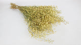 Lepidium Atraxa - 1 bunch - Natural colour