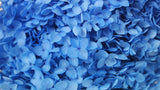 Hortensia stabilisé Anna - 1 tête - Bleu