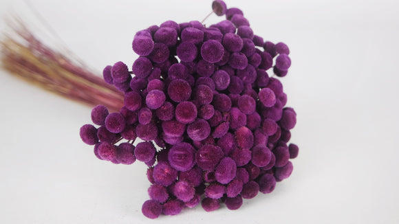 Botao - 1 bunch - Plum