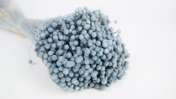 Dried Boton mini - 1 bunch - Blue grey