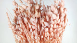 Briza maxima - 1 bunch - Light pink