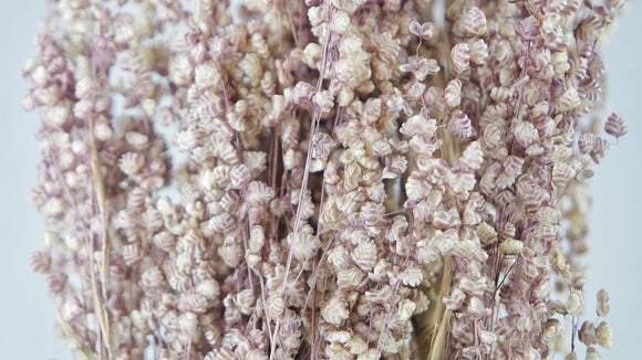 Briza salino - 1 bunch - Natural colour