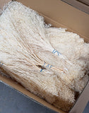 Dried broom bloom - 2 kg - Ivory