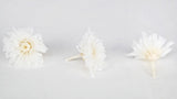 Chrysanthemum small Kotonegiku preserved Earth Matters - 9 heads - White 010