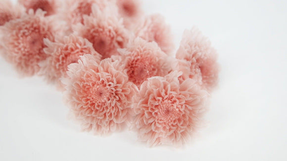 Chrysantheme mini Kogiku konserviert Earth Matters - 12 Köpfe - Silky pink 131