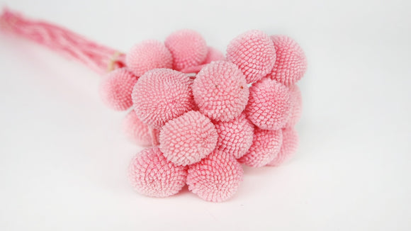 Preserved craspedia - 20 stems - Pink