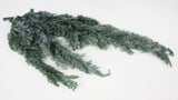 Cypress Pisifera preserved Earth Matters - 2 pcs - Frost green 706