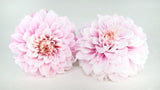 Dahlia Grace preserved Earth Matters - 2 heads - Sherbet pink 102