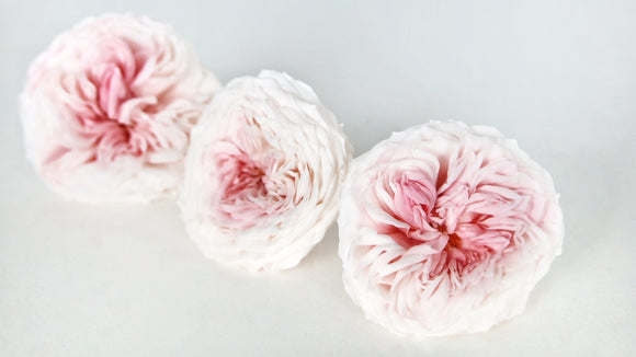 Roses preserved Dance Earth Matters - 3 heads - Champagne pink 131