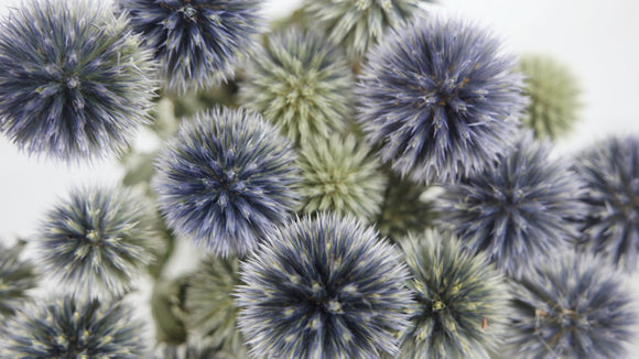 Dried Echinops - 1 bunch - Natural colour blue