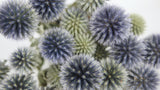Dried Echinops - 1 bunch - Natural colour blue