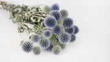 Dried Echinops - 1 bunch - Natural colour blue