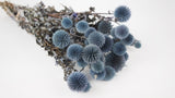 Dried Echinops - 1 bunch - Blue