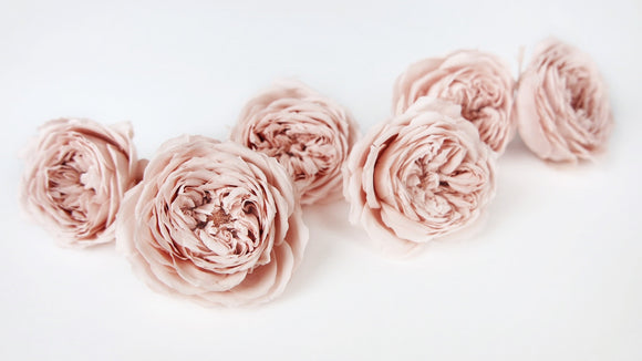 English roses preserved Elena Earth Matters - 6 heads - Champagne pink 131