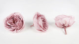 English roses preserved Elena Earth Matters - 6 heads - Misty rose 241