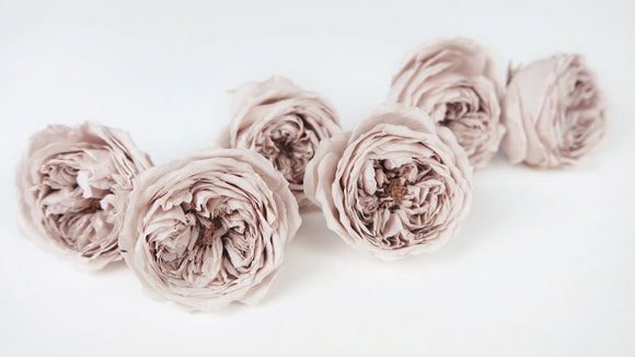 English roses preserved Elena Earth Matters - 6 heads - Pink beige 108