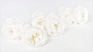 English roses preserved Elena Earth Matters - 6 heads - White 011