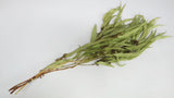 Eucalyptus Exotica preserved Earth Matters - 1 bunch - Spring green 781