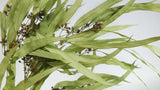 Eucalyptus Exotica preserved Earth Matters - 1 bunch - Spring green 781