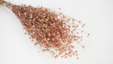 Dried flax - 1 bunch - Blush gold