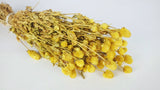 Gomphrena - 1 bunch - Yellow