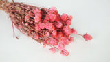 Gomphrena - 1 bunch - Pink