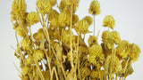 Gomphrena - 1 bunch - Yellow