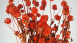 Gomphrena - 1 bunch - Orange