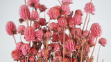 Gomphrena - 1 bunch - Pink