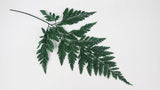 Davalia fern preserved - 6 stems - Green