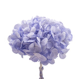 Preserved hydrangea Kiara - 1 head - Ice blue