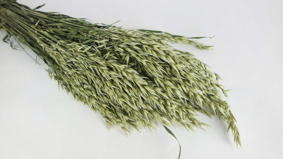 Dried oat - 1 bunch - Natural colour