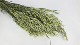 Dried oat - 1 bunch - Natural colour