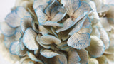 Dried hydrangea - 1 head - Light blue