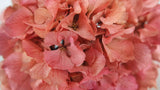Preserved hydrangea - 1 head - Light pink