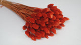 Phalaris dried - 1 bunch - Terracotta