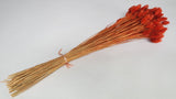 Phalaris dried - 1 bunch - Terracotta