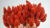 Phalaris dried - 1 bunch - Terracotta