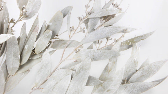 Eukalyptus Sideroxylon mit Frucht getrocknet Earth Matters - 1 Bund - Wash White 012 - Si-nature